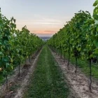 Sunset over a vineyard in Portugal