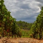Vineyards in São Mamede de Ribatua, Portugal