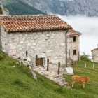 Calf on the Sotres route of Naranja de Bulnes, Spain.