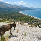 Qeparo beach and donkey in Albania