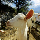 Goats in Zagoria Nature Park, Albania