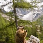Marmot in Austria
