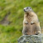 Alpine marmot on rock in Hohe Tauern National Park in Austrian Alps