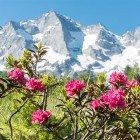 Pink Alpine roses in front of snow-capped mountain Austria
