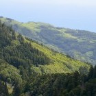 Forest in Pico Alto on Santa Maria Island, the Azores