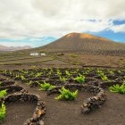 La Geira Vineyard in Lanzarote, the Canary Islands