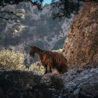 Goat at Imbros Gorge in Crete