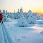 Cross country skiier in the winter landscape of Lapland in Finland
