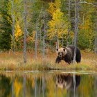 European brown bear by a lake in autumn