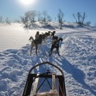 Dog sled in snowy winter landscape