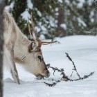 Reindeer in the snow in Finland