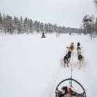 Husky sledge ride in Finland