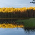 Scenery of forest and lake along the Finland/Russia border