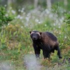 Wolverine in Finland