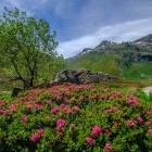Alpenrose in Ariege, France