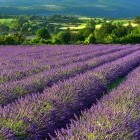 Lavender field in Plateau de Sault, France