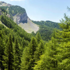 Larch forest in the Maritime Alps, France