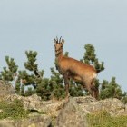 Pyrenean chamois in France