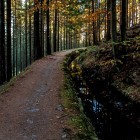Hiking trail through forest in Harz Mountains, Germany