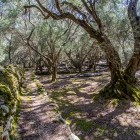 Krini olive grove in Corfu