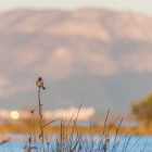 Black cap chickadee on Lefkimmi Salt Marshes on the Greek island of Corfu