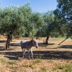Donkey in an olive grove on the Greek island of Corfu