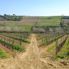 A vineyard in Tuscany.