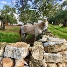 Farm in Southern Italy