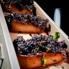 Grape harvest in Southern Italy