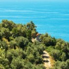 Olive grove in Italy