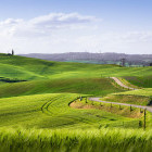 The Via Francigena route with Siena in the background.