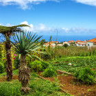 Plantation in Santana, Madeira