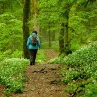 Hiking in Biogradska Gora National Park, Montenegro.