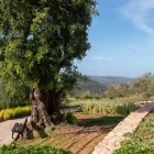 Garden in Querenca, Portugal
