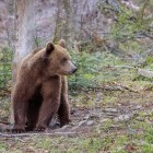 European brown bear in the Fagaras mountains of Romania