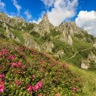 Scenic mountain flora of the Carpathian mountains, Romania