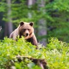 European brown bear in Slovakia
