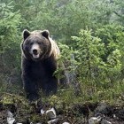 European brown bear in Slovakia