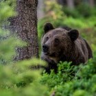 European brown bear in Slovakia