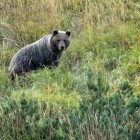 European brown bear in Slovakia