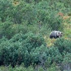 European brown bear in Slovakia
