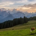 Cows grazing with the Julian Alps in Slovenia in the background