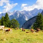 Cows grazing at Vsric Pass in the Julian Alps, Slovenia