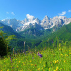 Meadow in the Julian Alps, Slovenia
