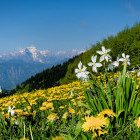Alpine flowers in Triglav National Park, Slovenia