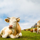 Alpine cows in Velika Planina, Slovenia