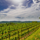 Vineyard in Vipava Valley, Slovenia