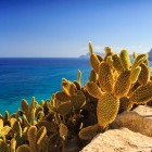 Cactus on the Mediterranean Coast near Almeria in Spain