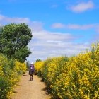 Pilgrim walking through yellow flowers on the Camino de Santiago Coastal Way walking trail in Spain