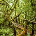 Evergreen forest in Garajonay National Park, La Gomera, the Canary Islands